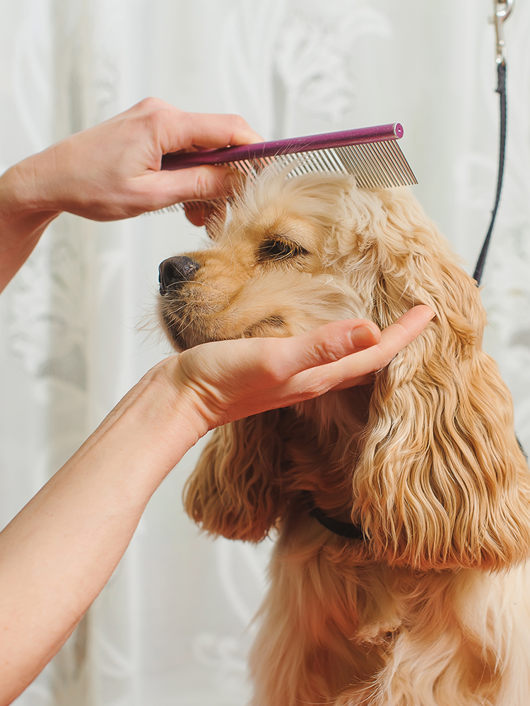 Pet Salon CROUTON（ペットサロンクルトン）